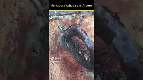 Ferradura Escondida Em Uma Árvore O Misterio #shorts