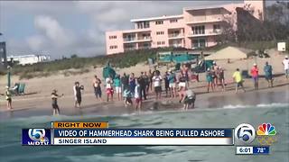 Video of hammerhead shark pulled ashore on Singer Island