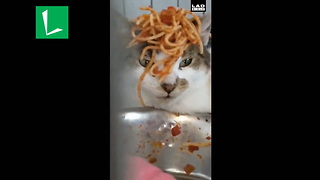 Dad Has Seen It All After Finding Baby Dumping Spaghetti On Cat’s Head In Dog Crate