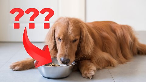 TRUTH About Dog Food Formulation with Yummwoof