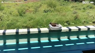 Uccellino fa il bagno in una mini-piscina