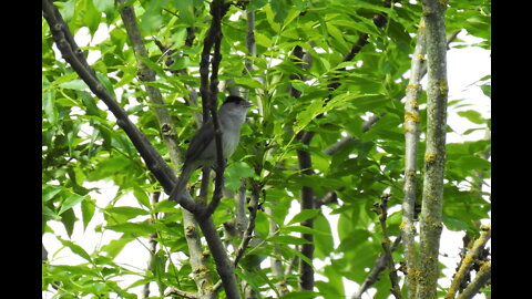 Day 2 of #30DaysWild 2022 - Blackcap in song