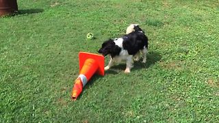 Silly Dog Loves Traffic Cones