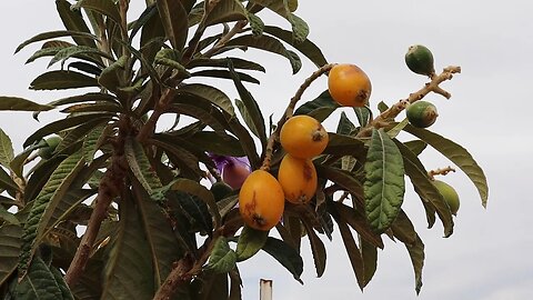 Got Loquats? The Quest for a March Ripening Fruit May be Over