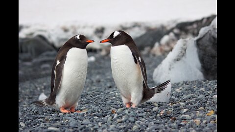 cute penguines enjoying themselves
