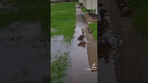 ducks taking a bath #tiktok k#tiktoktrend #ducks