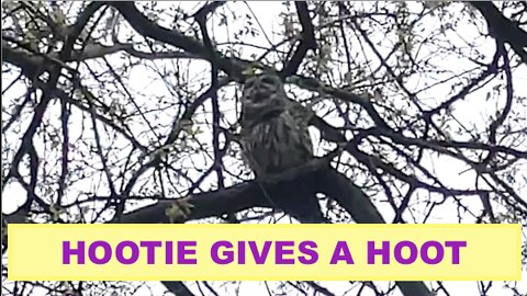 Hootie Gives A Hoot