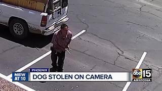 Phoenix pet photographer's dog stolen from her business