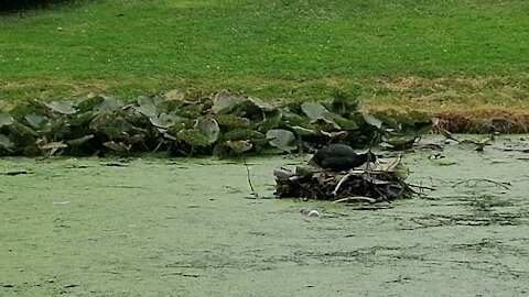 A spectacular scene of a duck building a nest