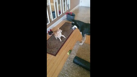 Must see, pup plays fetch with.......