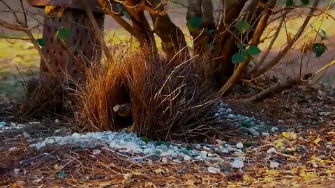 The amazing birds nests