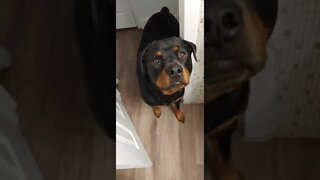 Can I Use The Bathroom? With a Rottweiler 🤣 #Shorts #rottweiler #dogs