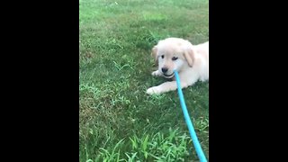 Golden Retriever puppy decides to walk herself