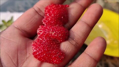 How To Grow Strawberries From Seed | SEED TO HARVEST