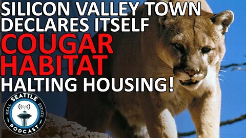 Silicon Valley Town Declares Itself Mountain Lion Habitat, Freezing Affordable Housing Projects