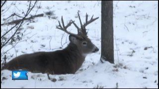 Wisconsin's gun-deer hunt is in full swing