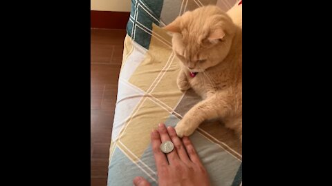 Cute Cat Mimics Owner's Coin Trick Swiftly.