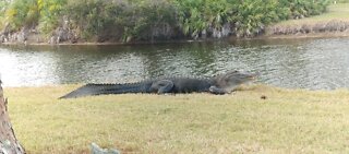 Florida Alligator Golf