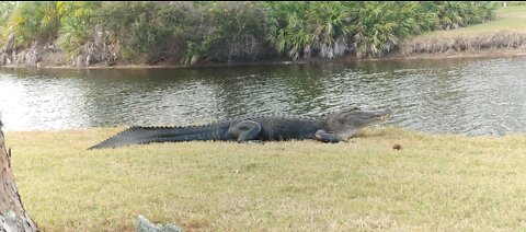 Florida Alligator Golf