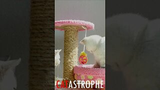 #CATASTROPHE - Playful Kittens