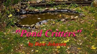 Pond Critters 10/17/2022