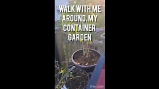 Walk With Me AROUND MY CONTAINER GARDEN