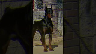 The Doberman Pinscher: A Loyal and Fearless Breed with a Heart of Gold