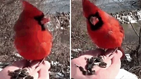 Red cardinal invited to eat seeds he accepts without hesitation