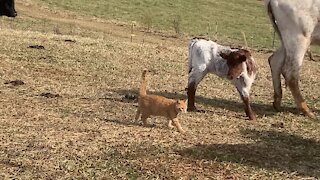 Farm Cat Loves The Cows, Walks Right Through The Herd
