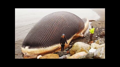 THE WORLDS LARGEST ANIMALS IN 2021 #Amazing !