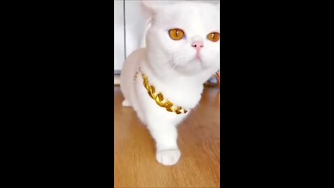 Beautiful cat video