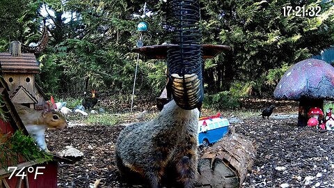 Came Flying Off The Barn! #funnyanimals #nature