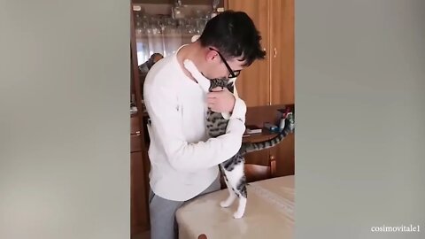 CATS Actually Love Their Humans, Here are the Proofs 10
