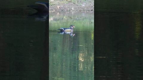 4K Wood duck on the pond #shorts