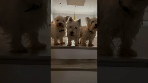 3 Crazy Westies trying to behave 😂 #funny #dogs