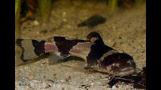 Bumblebee Catfish Eating a Pellet