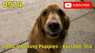 [0974] GOOD MORNING PUPPIES - EPISODE 364 [#dogs #doggos #doggies #puppies #dogdaycare]