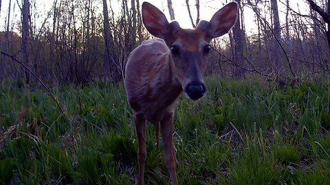 Whitetail Deer...May 7-13