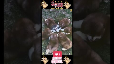 34_😂🐶😂 Baby Dogs - Cute and Funny Dogs Video 😂🐶😂 (2022)