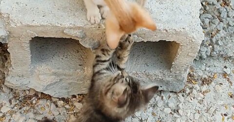 Two Kittens Playing Near A Hollow Block