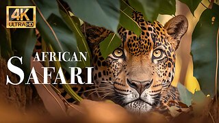 Африканское сафари 4k - Замечательный фильм о дикой природе с успокаивающей музыкой