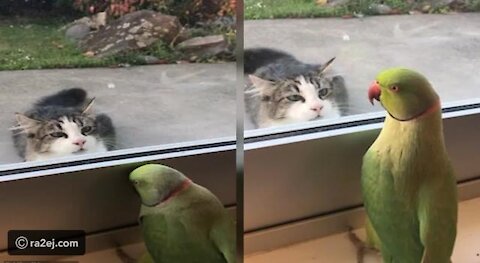 The cat plays with the parrot the smartest animal in the world