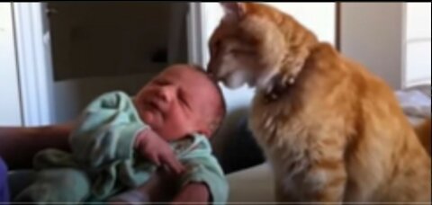 Adorable moments when cats meet babies for the first time
