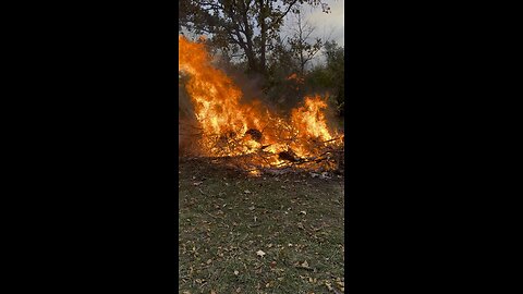 My dog doesn’t care for the brush fire.