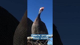 Female guinea fowl sound