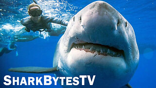 Submarine Shark Caught on Video - Shark Bytes TV Episode 14 - Largest Sharks Ever Filmed