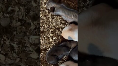 Sleepy CHUNKS! 1 week old | #kunekune #piglets #cute #homesteading #farmlife