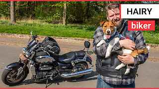 Jack Russell loves the feel of the wind in her fur as she travels on her owner’s motorbike