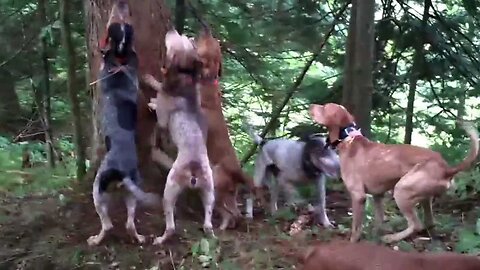 Bear Hunting with Hounds