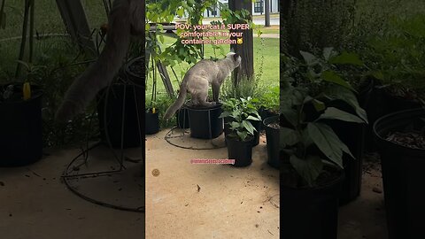 My garden and my cat.